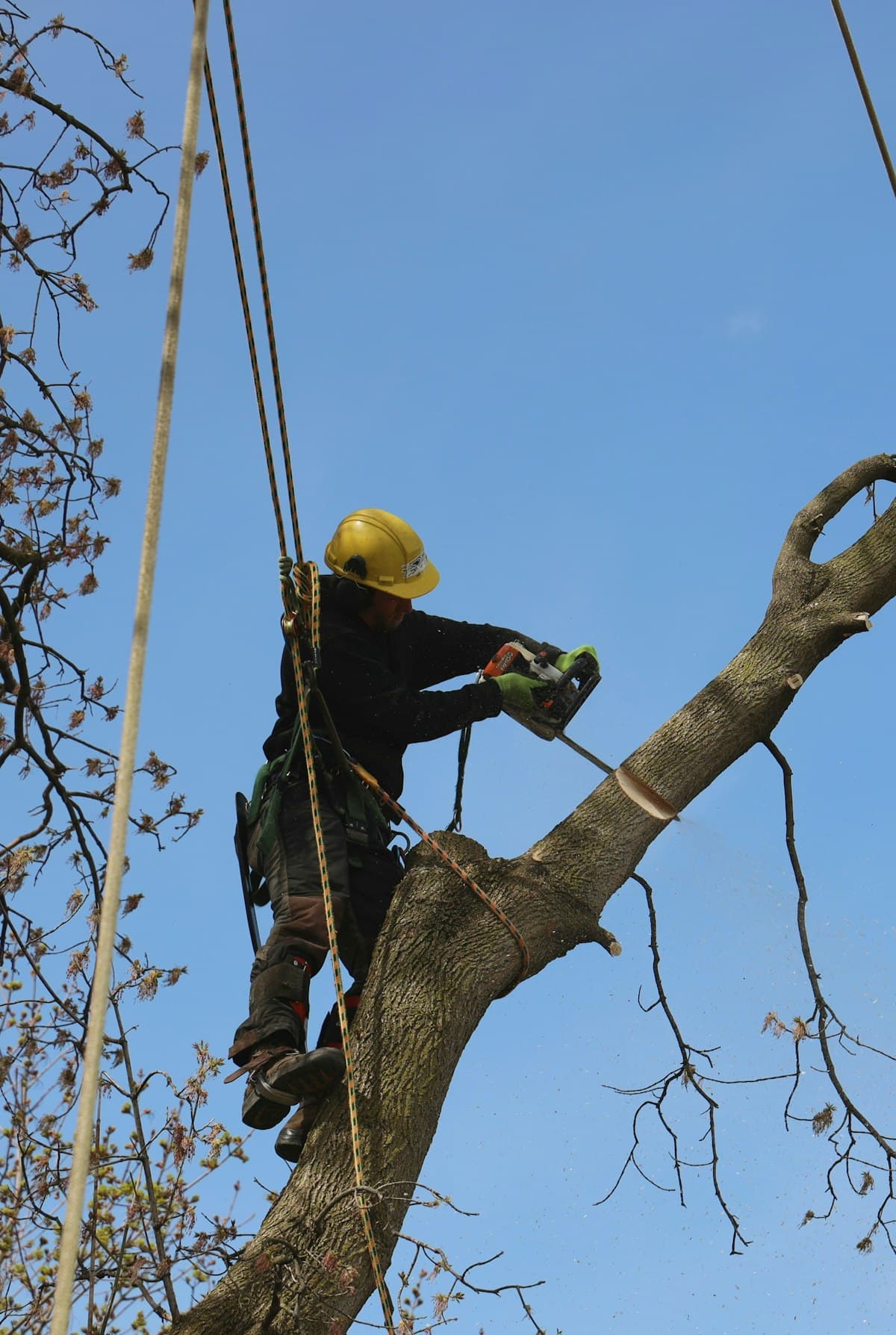 Founding crew placeholder — tree service climber at work, Southeast region